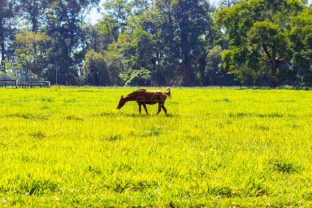 Photo for A horse with brown fur, alone, feeding in fresh green pasture, on a farm, on a clear, sunny day. - Royalty Free Image