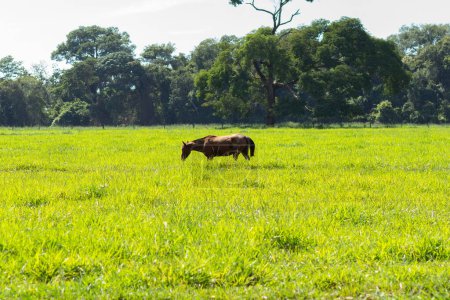 A horse with brown fur, alone, feeding in fresh green pasture, on a farm, on a clear, sunny day.