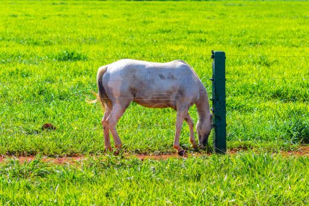 A horse with dirty white fur, alone, feeding in fresh green pasture, on a farm, on a clear, sunny day.
