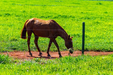 A brown-haired horse feeding in fresh green pastures behind a fence on a farm on a clear, sunny day.