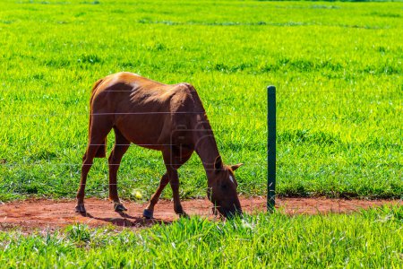 A brown-haired horse feeding in fresh green pastures behind a fence on a farm on a clear, sunny day.