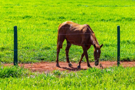 Ein braunhaariges Pferd, das sich an einem klaren, sonnigen Tag auf frischen grünen Weiden hinter einem Zaun auf einem Bauernhof ernährt.