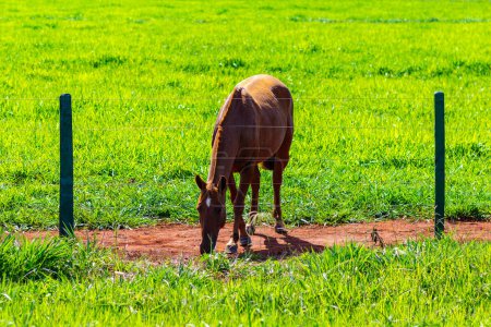 Un cheval brun se nourrissant dans des pâturages verts frais derrière une clôture sur une ferme par une journée claire et ensoleillée.