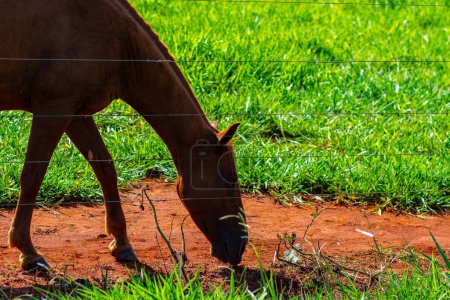 Nahaufnahme des Gesichts eines Pferdes mit braunem Fell, das sich an einem klaren und sonnigen Tag auf frischem Grünland auf einem Bauernhof ernährt.