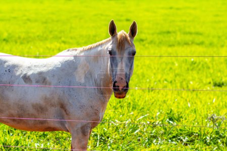 Gros plan sur un cheval aux cheveux blancs sales, seul dans le pâturage vert frais d'une ferme.