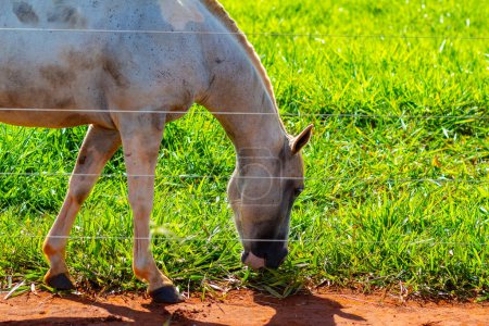 Photo for Close up on the face of a dirty white horse, alone, eating fresh green grass. - Royalty Free Image