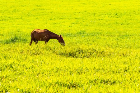 A brown horse, alone, in the middle of a pasture, eating fresh green grass.