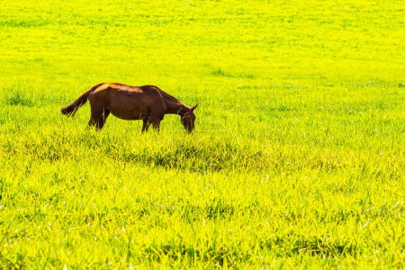 Photo for A brown horse, alone, in the middle of a pasture, eating fresh green grass. - Royalty Free Image