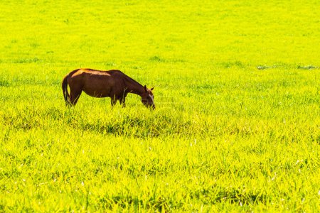 A brown horse, alone, in the middle of a pasture, eating fresh green grass.