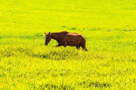 Ein braunes Pferd, allein, inmitten einer frischen grünen Weide.