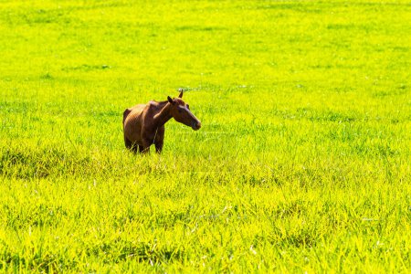 A brown horse, alone, in the middle of a fresh green pasture.