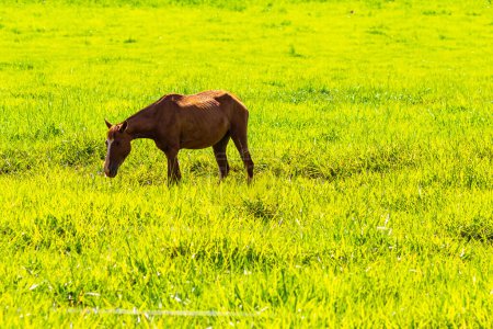 A horse with brown fur, eating grass in the pasture, on a clear, sunny day.