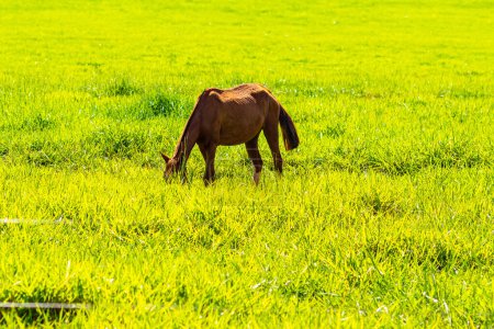 Un caballo con pelaje marrón, comiendo hierba en el pasto, en un día claro y soleado.
