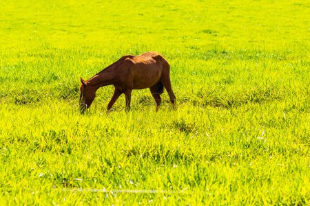 Photo for A horse with brown fur, eating grass in the pasture, on a clear, sunny day. - Royalty Free Image