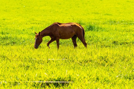 Ein Pferd mit braunem Fell frisst Gras auf der Weide, an einem klaren, sonnigen Tag.