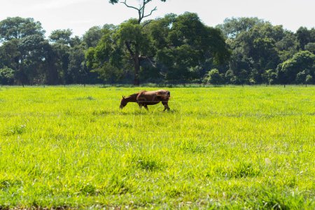 Ein Pferd mit braunem Fell, allein, auf frischer, grüner Weide, auf einem Bauernhof, an einem klaren, sonnigen Tag.
