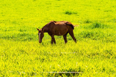 Photo for A horse with brown fur, eating grass in the pasture, on a clear, sunny day. - Royalty Free Image