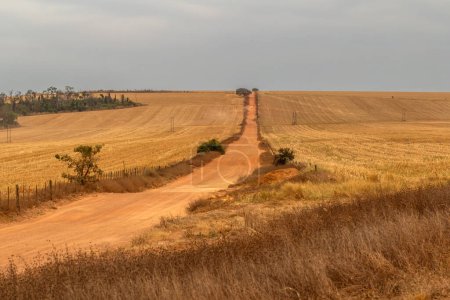Un camino de tierra en un paisaje rural en clima seco en el Cerrado de Goias.