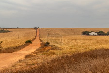 Un camino de tierra en un paisaje rural en clima seco en el Cerrado de Goias.