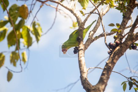 A Common Parakeet (Brotogeris tirica), perched on a branch of a jabuticaba tree (Plinia cauliflora), looking directly at the camera.
