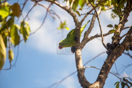 Ein Sittich (Brotogeris tirica), der auf einem Zweig eines Jabuticabababa-Baumes (Plinia cauliflora) thront und direkt in die Kamera blickt.
