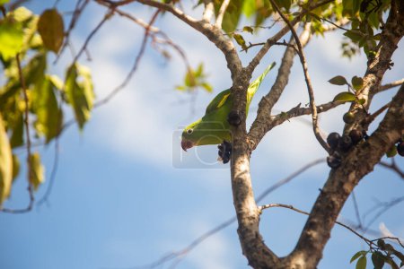 A Common Parakeet (Brotogeris tirica), perched on a branch of a jabuticaba tree (Plinia cauliflora), looking directly at the camera.