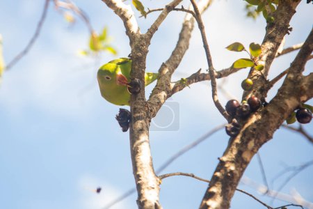 Common parakeet (Brotogeris tirica) feeding on the jabuticabeira (Plinia cauliflora).