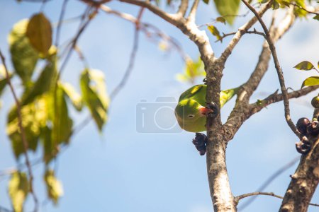 Une perruche (Brotogeris tirica) mangeant des fruits sur le jaboticaba (Plinia cauliflora).