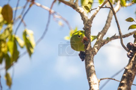 A Plain Parakeet (Brotogeris tirica) eating fruit on the jaboticaba tree (Plinia cauliflora).