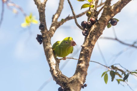 Un periquito común (Brotogeris tirica), encaramado en una rama de un árbol de jabuticaba (Plinia cauliflora), mirando directamente a la cámara.
