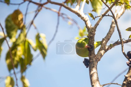 Ein Flachsittich (Brotogeris tirica) frisst Früchte auf dem Jaboticaba-Baum (Plinia cauliflora)).