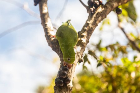 A Plain Parakeet (Brotogeris tirica) eating fruit on the jaboticaba tree (Plinia cauliflora).