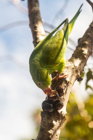 Ein Flachsittich (Brotogeris tirica) frisst Früchte auf dem Jaboticaba-Baum (Plinia cauliflora)).