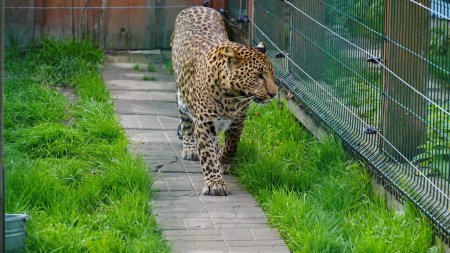 Téléchargez les photos : Le léopard d'Extrême-Orient et sa vie dans le zoo, le zoo d'Ukraine, une espèce menacée de prédateurs. Pardus d'Amour. - en image libre de droit