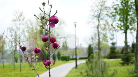 Foto de Las flores de magnolia de Yulan están comenzando a florecer. El nombre científico es Magnolia denudata. Bud. Flor roja. Flor rosa. - Imagen libre de derechos