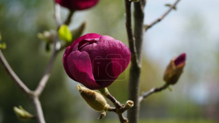 Foto de Las flores de magnolia de Yulan están comenzando a florecer. El nombre científico es Magnolia denudata. Bud. Flor roja. Flor rosa. - Imagen libre de derechos