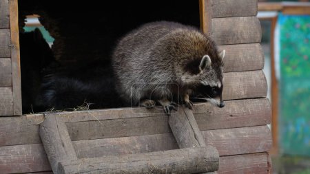 Raccoon in the zoo. Shelter. Animal life in captivity. Animals behind bars. Life in a cage.