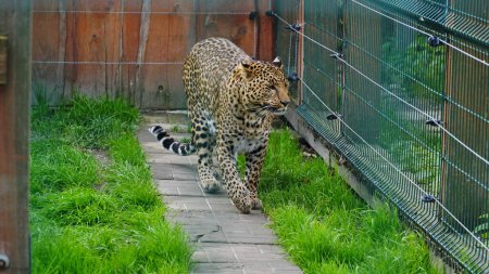 Téléchargez les photos : Le léopard d'Extrême-Orient et sa vie dans le zoo, le zoo d'Ukraine, une espèce menacée de prédateurs. Pardus d'Amour - en image libre de droit