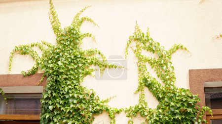 Photo for Parthenocissus tricuspidata. Decorative liana on the facade of the building. n - Royalty Free Image