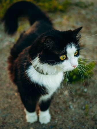 Un chat noir et blanc se dresse en toute confiance au-dessus d'un champ de terre, scrutant son environnement avec curiosité.