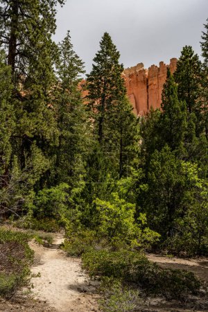 Téléchargez les photos : Sentier à travers la forêt sous la bordure dans le parc national de Bryce Canyon - en image libre de droit
