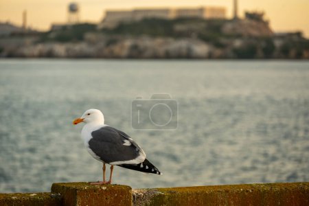 Photo for Seagull Sits On Railing With Alcatraz In The Distance in San Francisco Bay - Royalty Free Image