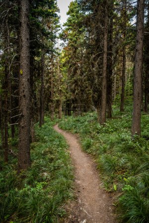 Photo for Beginning of Pitamakan Pass Trail Leaving Cut Bank in Glacier National Park - Royalty Free Image