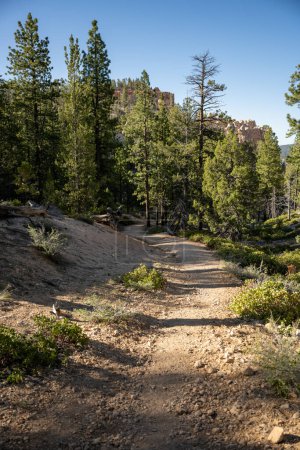 Téléchargez les photos : Espace ouvert entre la forêt épaisse du dessous du sentier Rim dans le canyon de Bryce - en image libre de droit