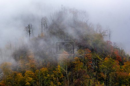 Niebla gruesa en la parte superior de la chimenea en otoño en el Parque Nacional de las Grandes Montañas Humeantes