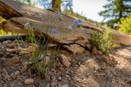 Téléchargez les photos : Fleurs sauvages fleurissent près du tronc d'arbre séché dans le parc national de Bryce Canyon - en image libre de droit