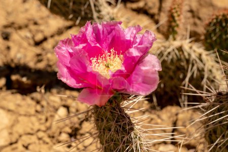 Téléchargez les photos : Fraise Hedehog Cactus Bloom dans le désert de Mesa Verde National Park - en image libre de droit