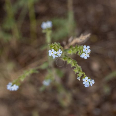 Téléchargez les photos : Fleurs bleues minuscules dans le désert de Mesa Verde avec un accent sélectif - en image libre de droit