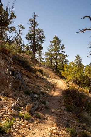 Téléchargez les photos : Trail Heads Uphill on hot day in Bryce Canyon on the Under the Rim Trail - en image libre de droit