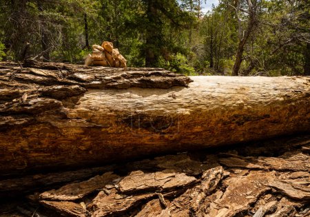 Téléchargez les photos : Cairn on Top of Fallen Log Marks the Under the Rim Trail in Bryce Canyon National Park - en image libre de droit